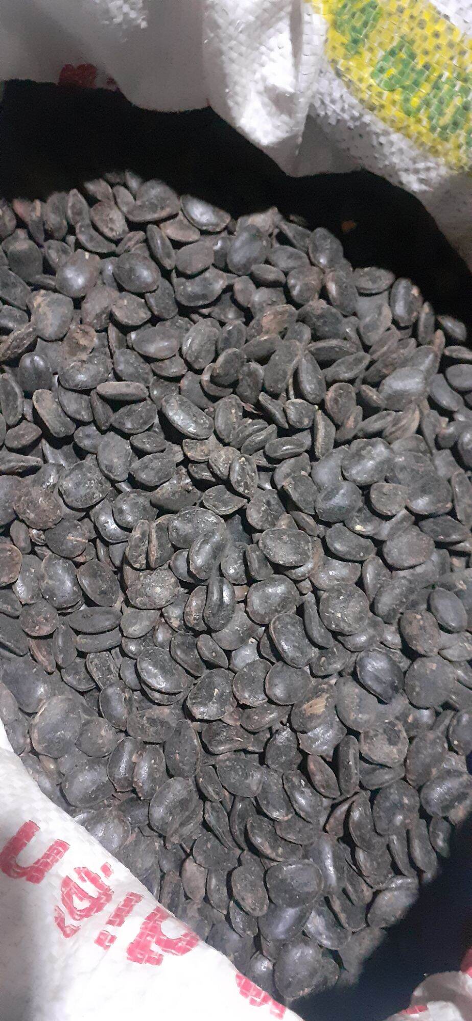 400gram hạt lim xanh giống