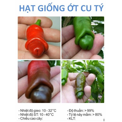 Hạt giống Ớt cu tý