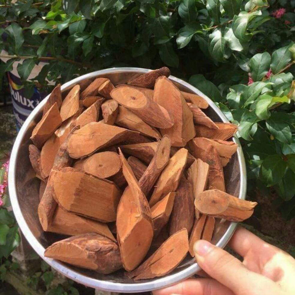 DƯỢC LIỆU  CÂY MÚ TỪN