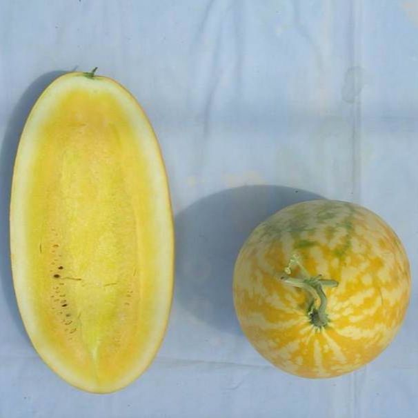 Hạt giống dưa hấu thỏi vàng