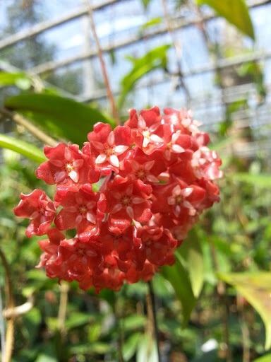 Hoya siariae red ( cẩm cù chén đỏ)