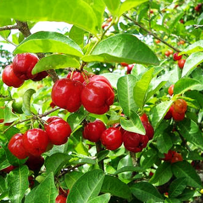 Tinh dầu anh đào Cherry 10ml