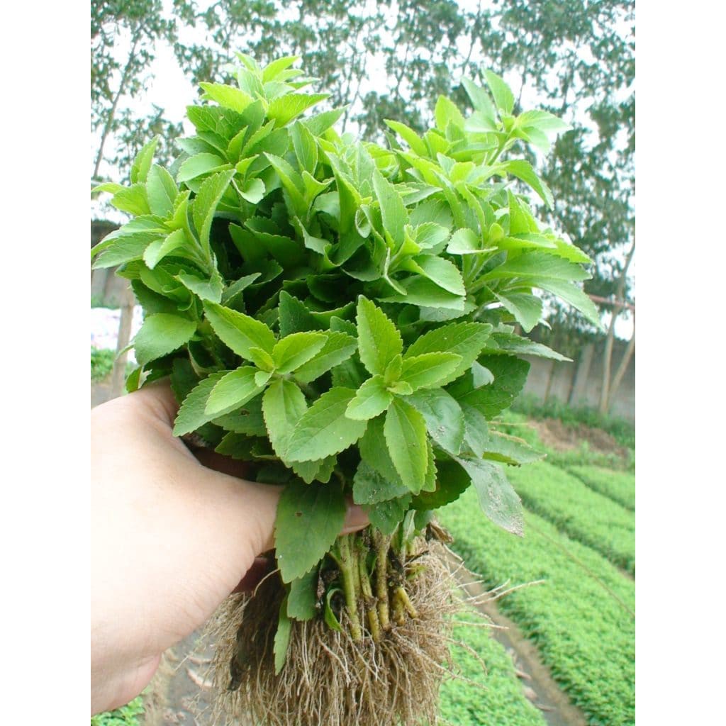 Hạt giống cây cỏ ngọt -Gói 5 Hạt