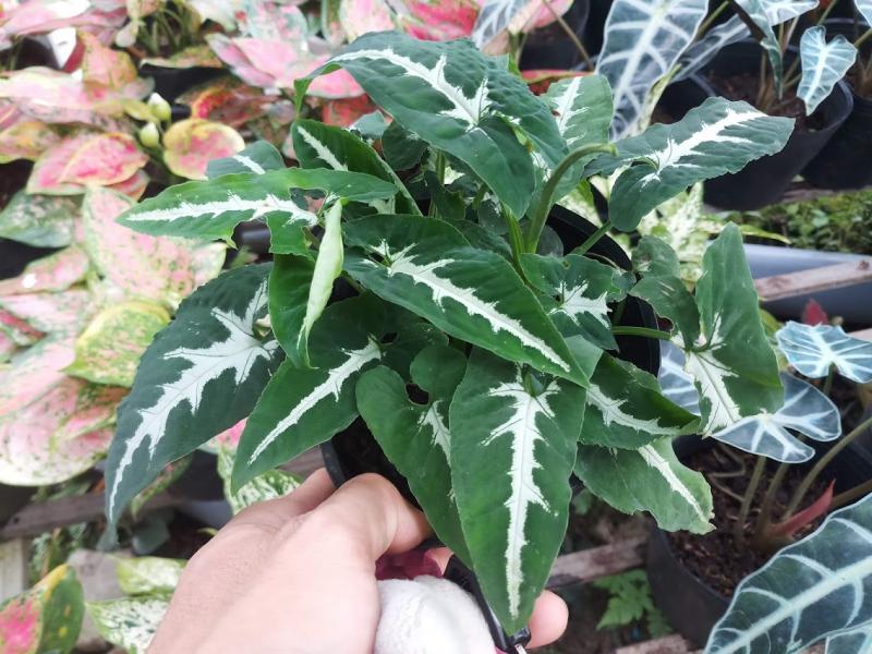 Trầu Bà Nhung - Cây cảnh để bàn