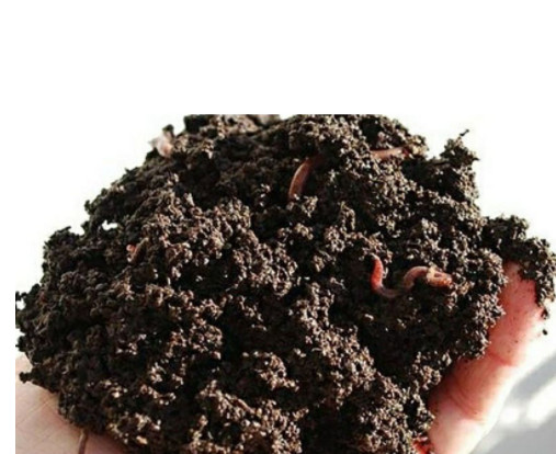 2KG TRÙN QUẾ - PHÂN BÓN HỮU CƠ - PHÂN TRÙN QUẾ CAO CÁP