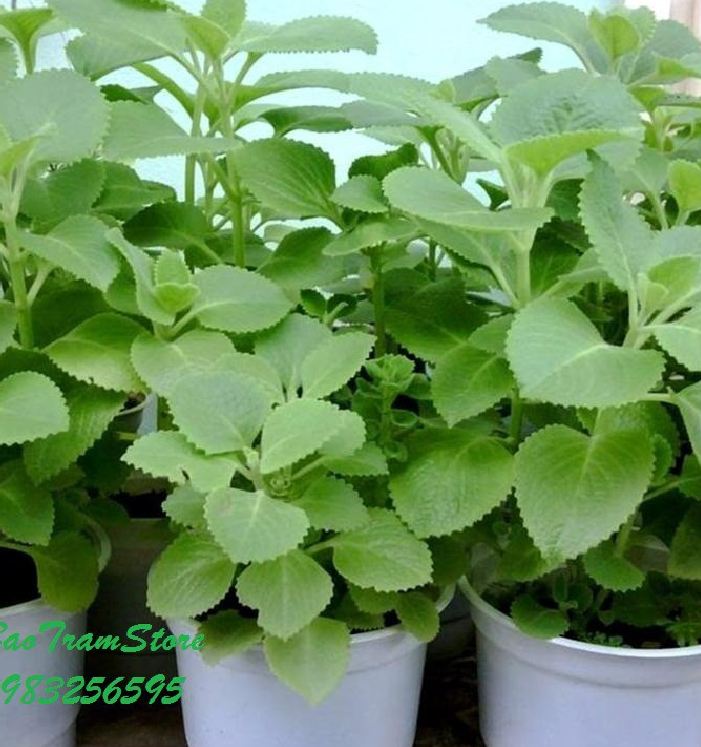 Hạt giống Húng chanh hay tần dày lá - 01gram (550 hạt )