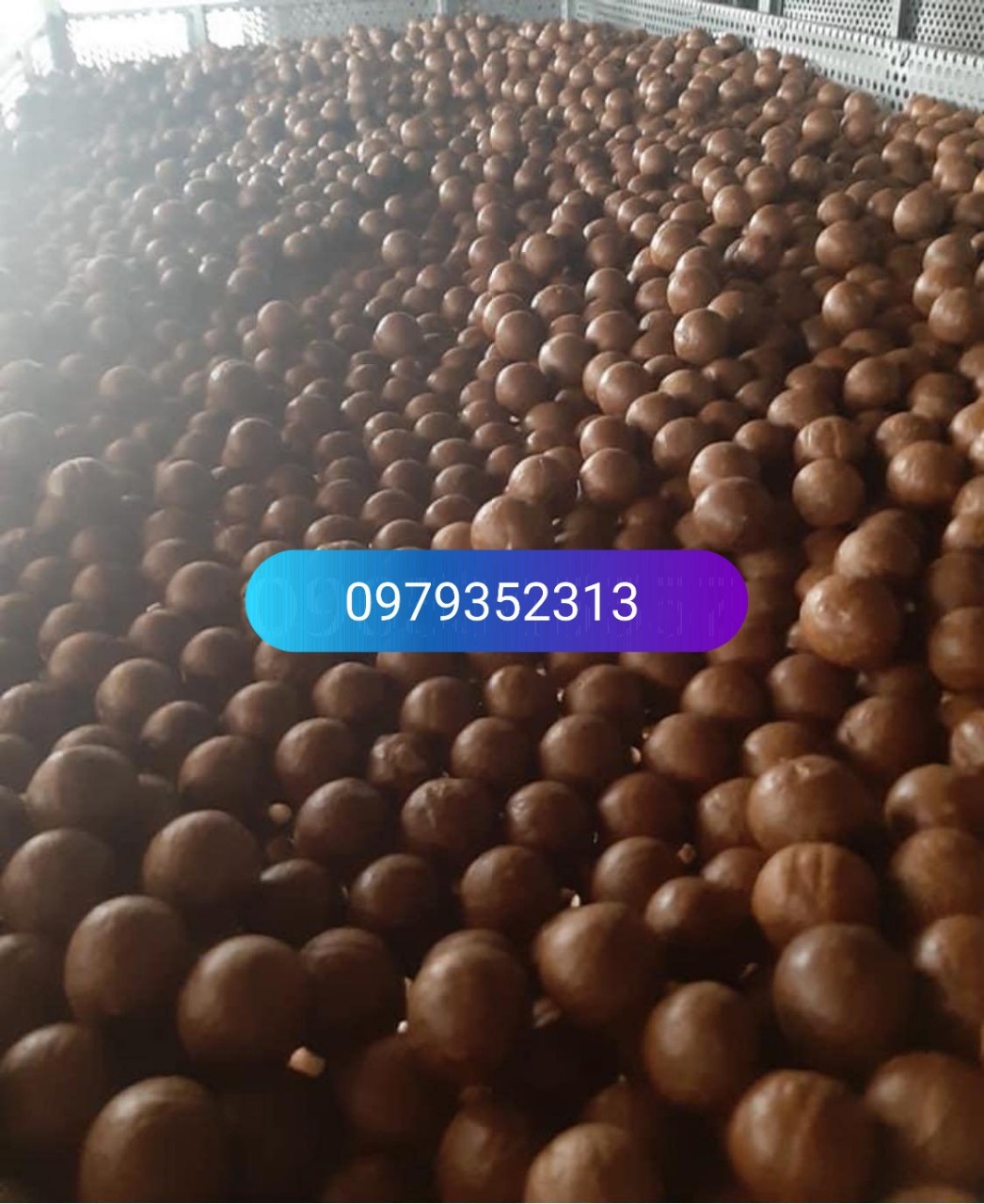 Macca Đak Lak Sấy Loại 1 - Size Đại (500Gr) MCĐ01