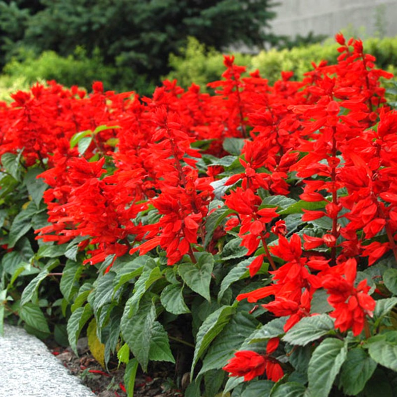 Hạt giống hoa Xác Pháo Đỏ