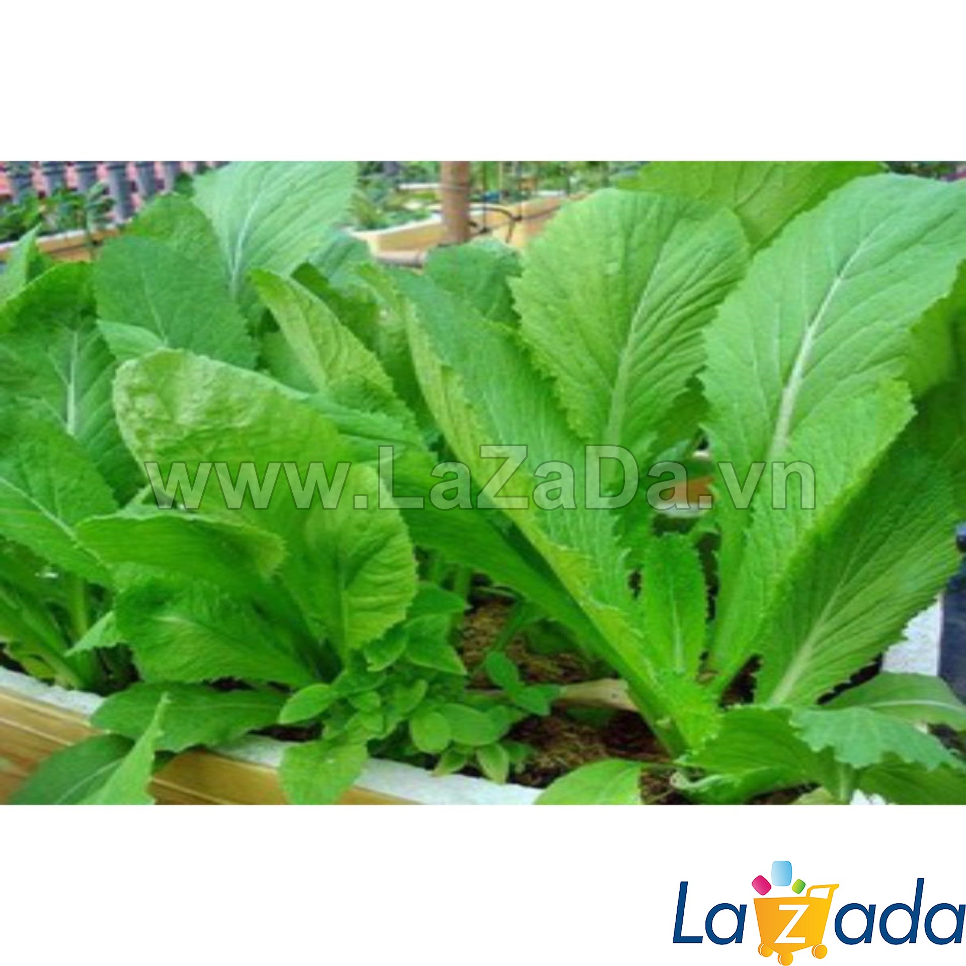 1KG Hạt Giống Cải Bẹ Xanh (| Y12*X45)