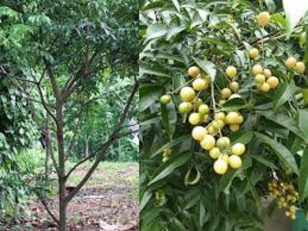 COMBO 3 CÂY GIỐNG CÂY MẮC MẬT