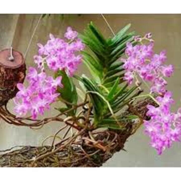 4 CÂY Lan rừng QUẾ TÍM