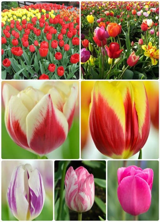 combo 5 củ giống hoa tulip-củ giống