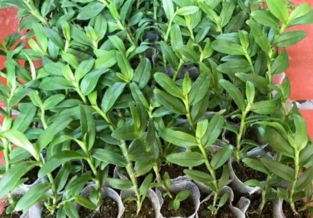 Hoa phong lan - 5 cánh trắng bạch tuyết