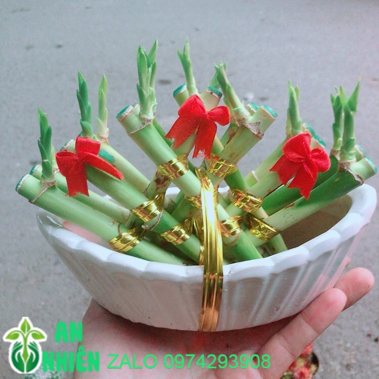Chậu Trúc Phát Tài Thuyền May Mắn