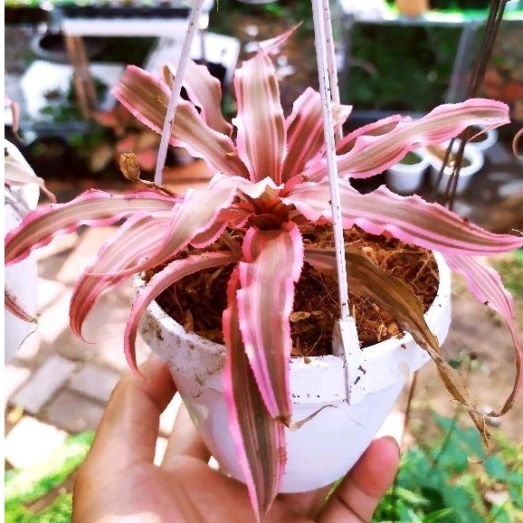 Dứa tiểu phụng hồng chậu treo size lớn