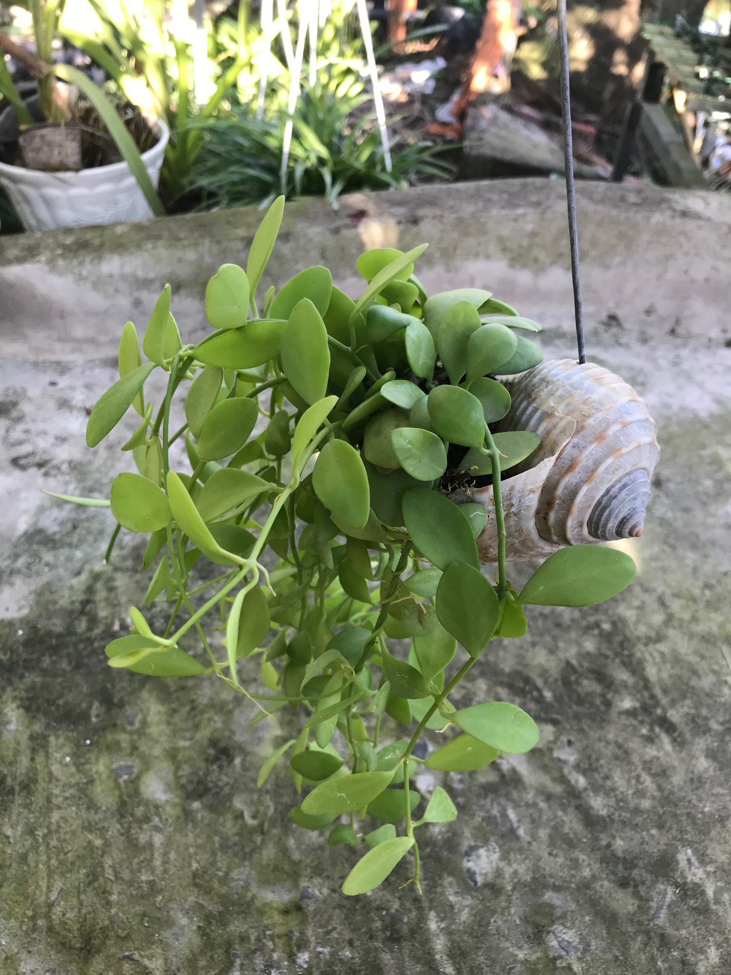 Cây hạt dưa chậu ốc treo + tặng phân bón cho cây