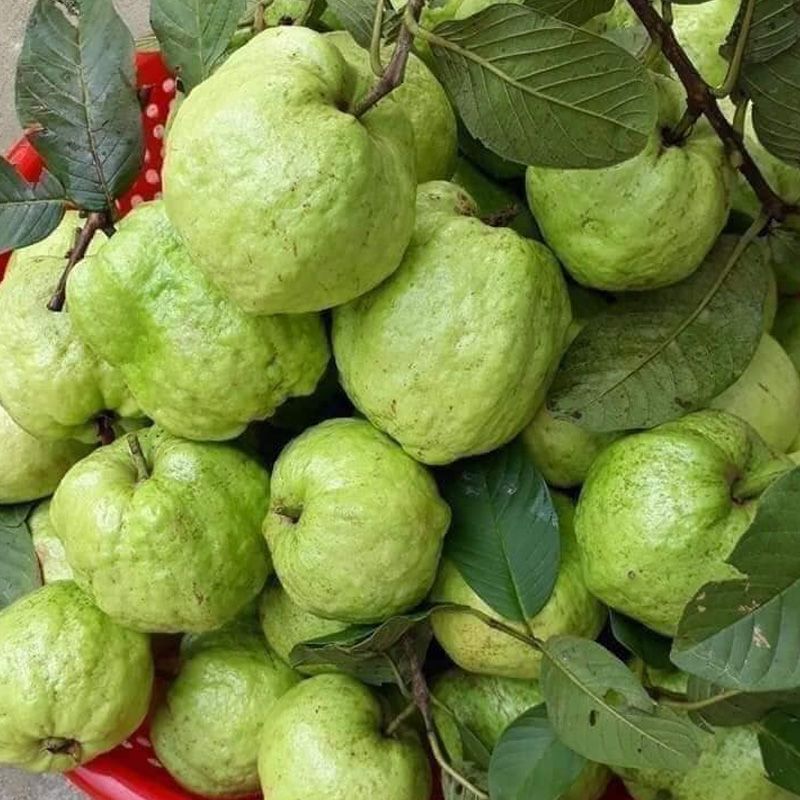[HCM] Ổi Nữ Hoàng – ngọt thanh, giòn, ít hạt