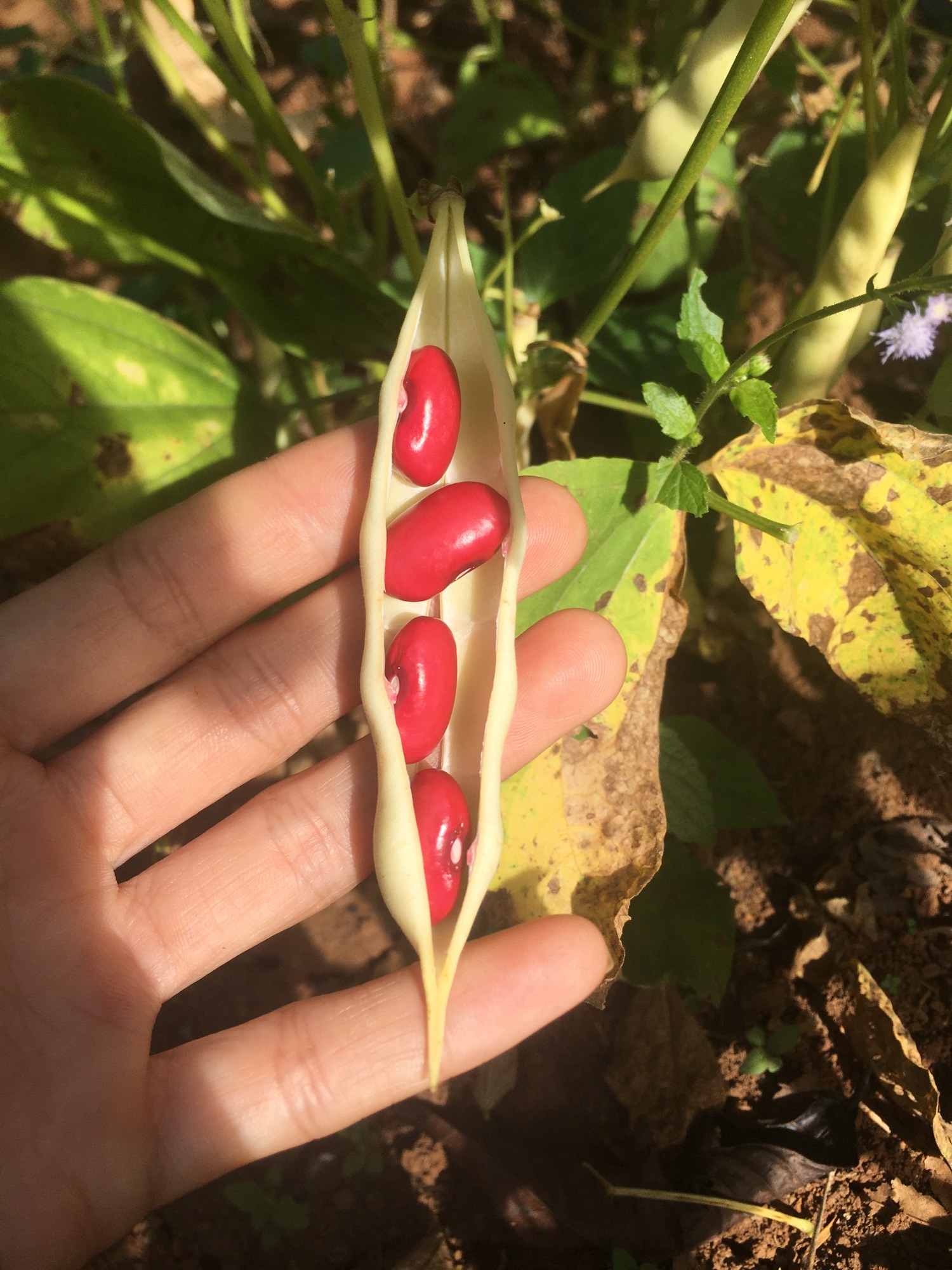 Đậu đỏ Đà Lạt( đậu nhà trồng) 500gr