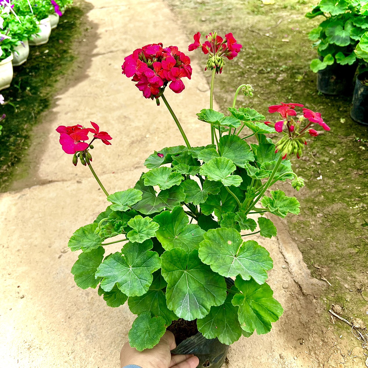 Cây phong lữ đang hoa