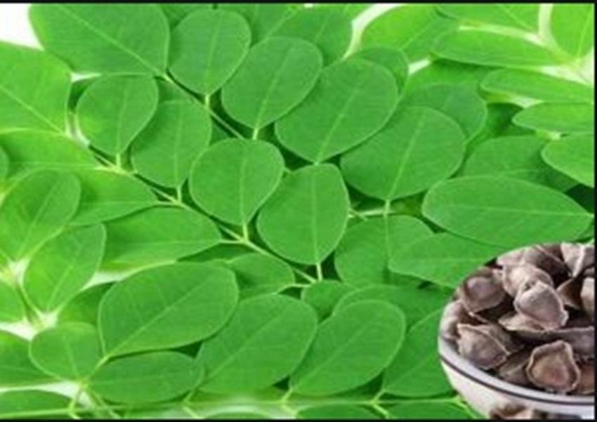 10 Hạt Giống Cây Chùm Ngây