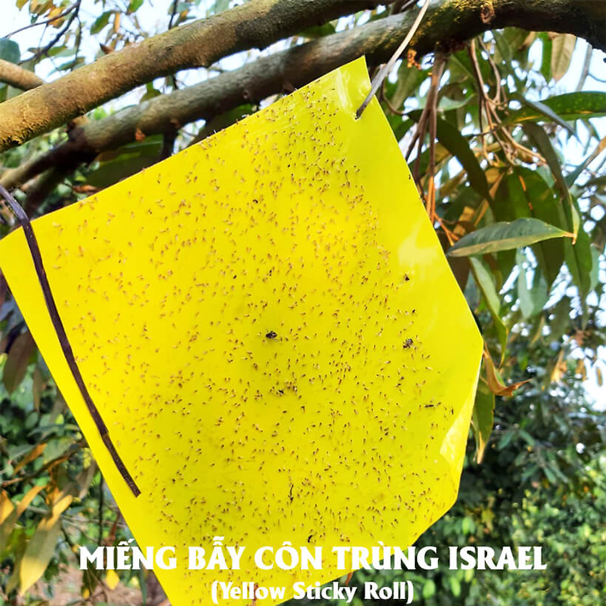 [HCM]Miếng Dính Vàng Bẫy Côn Trùng Israel (Set 20 miếng 2 mặt keo kích thước 18cm x 22cm) - Sticky Yellow Roll dùng bẫy các loại Côn Trùng Bay ngây hại rau sạch như Ruồi Bọ Phấn Bọ Trĩ Bướm và côn trùng khác...
