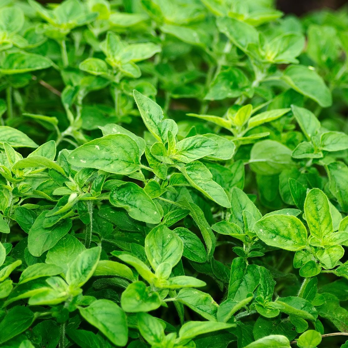 Ong Cha Va Oregano Leaf 15g
