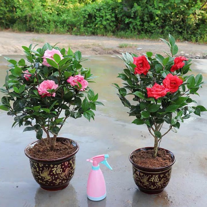 Hạt giống Hoa Trà My mix màu (gói 5 hạt)