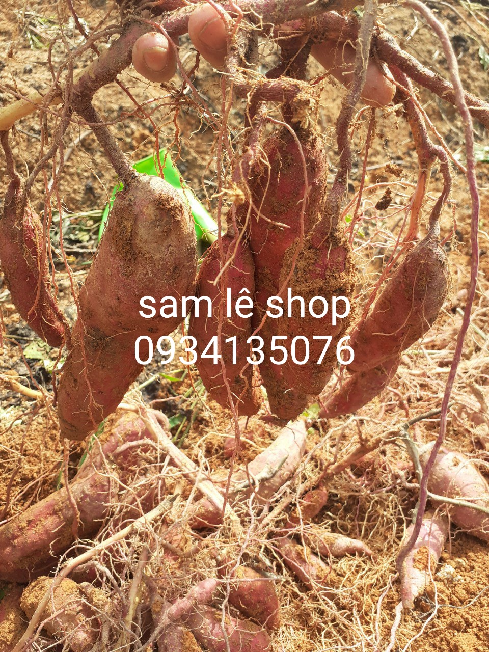 Khoai Lang Mật Vùng Tà Nung Đà lạt, Cỡ Trung (7-10 củ 1 Ký)