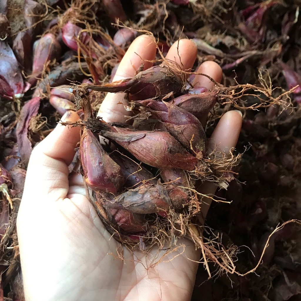 Sâm Đại Hành Giống Củ Tươi 100CỦ sp4