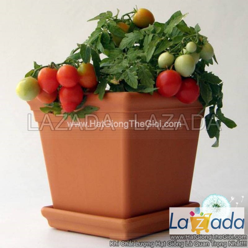 10h Hạt Giống Cà Chua Cherry Rủ Đỏ TG36 (A3.102| B41*W62)