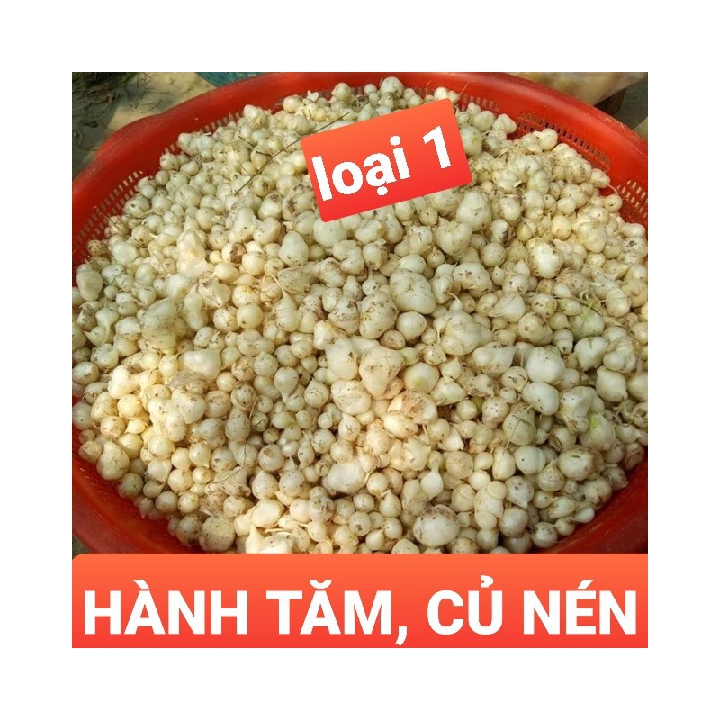 1kg hành tăm ( củ nén , củ ném , hành trắng ) ĐẶC SẢN QUẢNG TRỊ