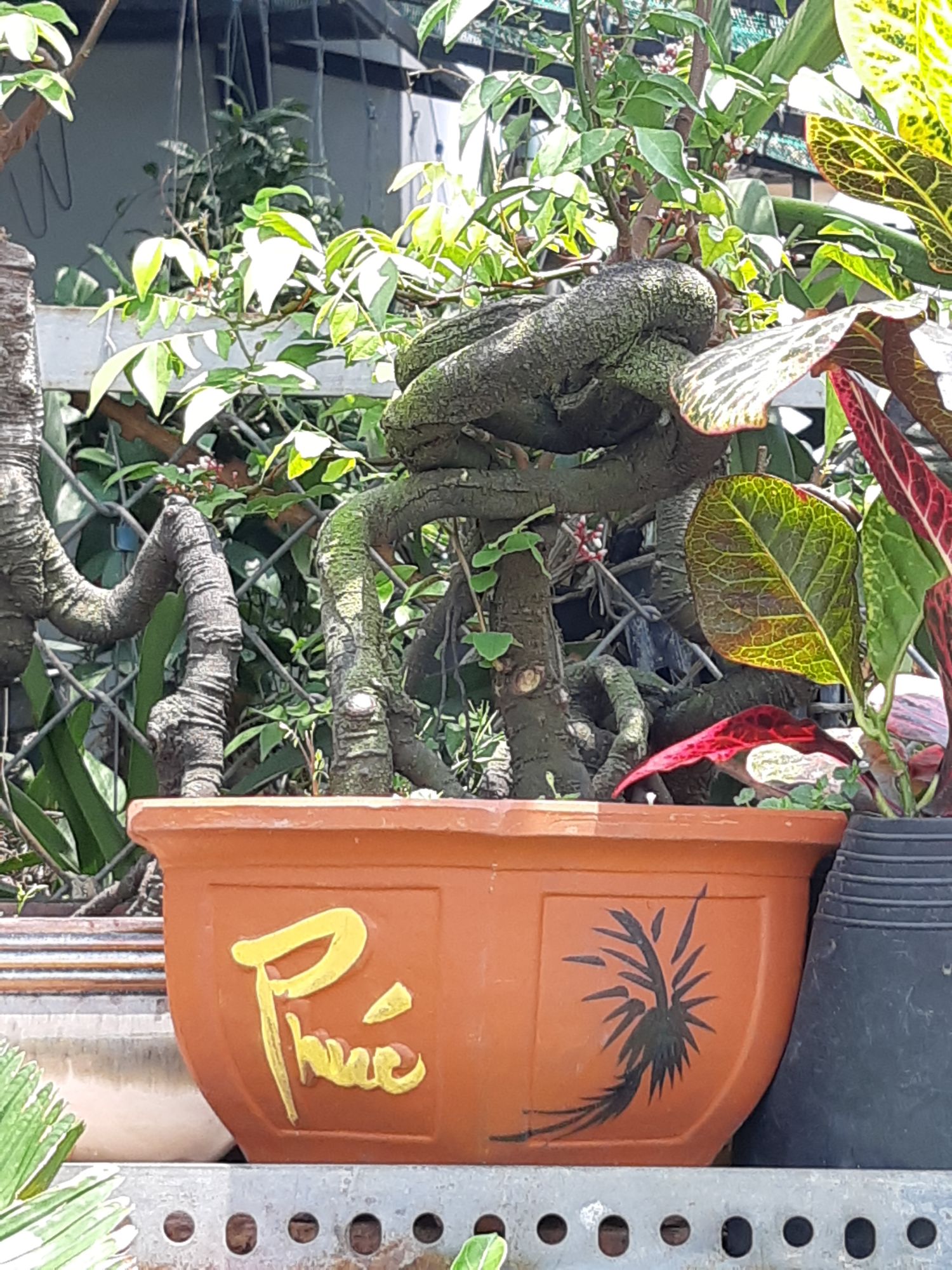 phôi khế nhật gốc quái