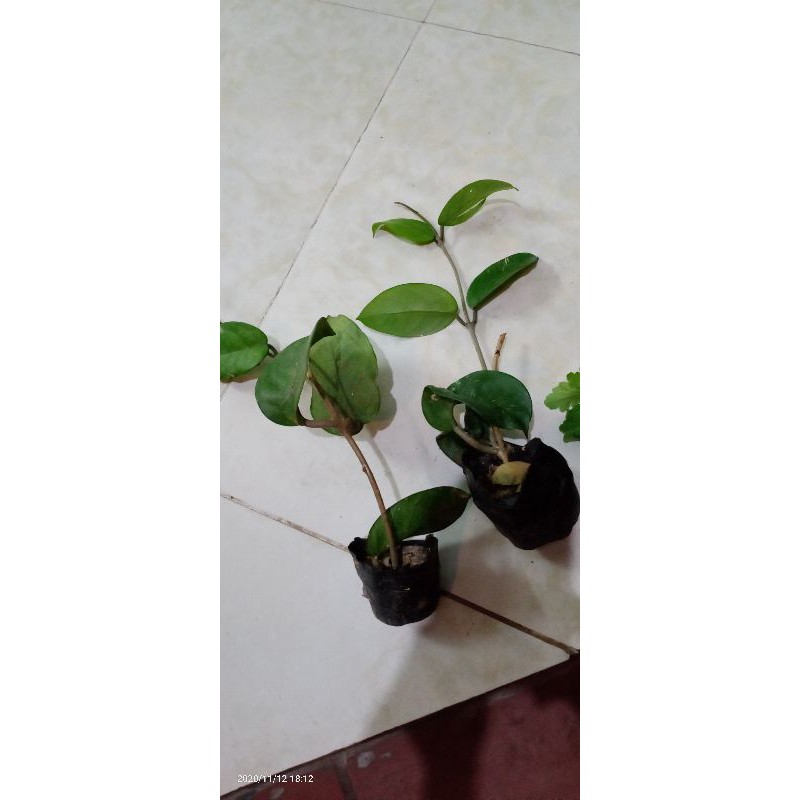 cây giống lan cẩm cù