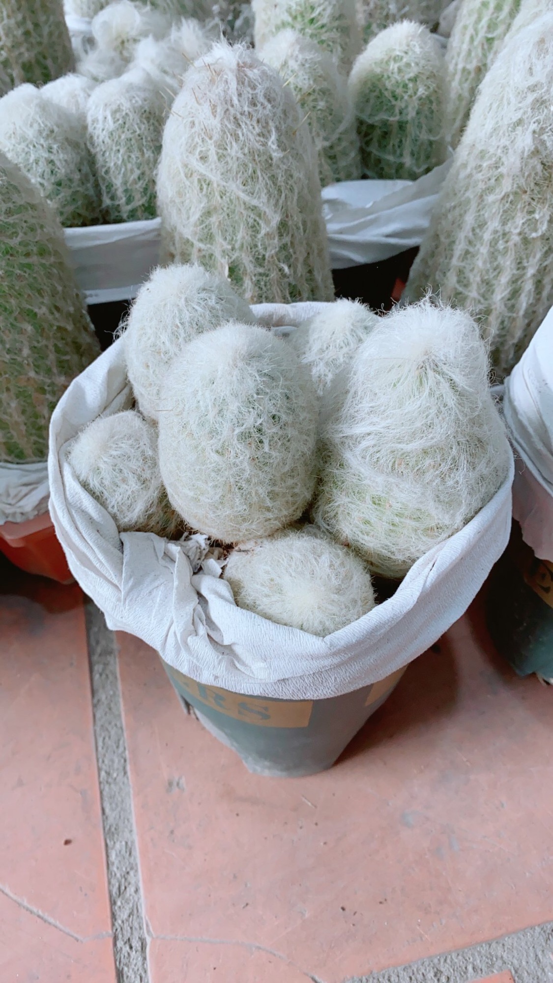 Xương Rồng Bụi Lớn