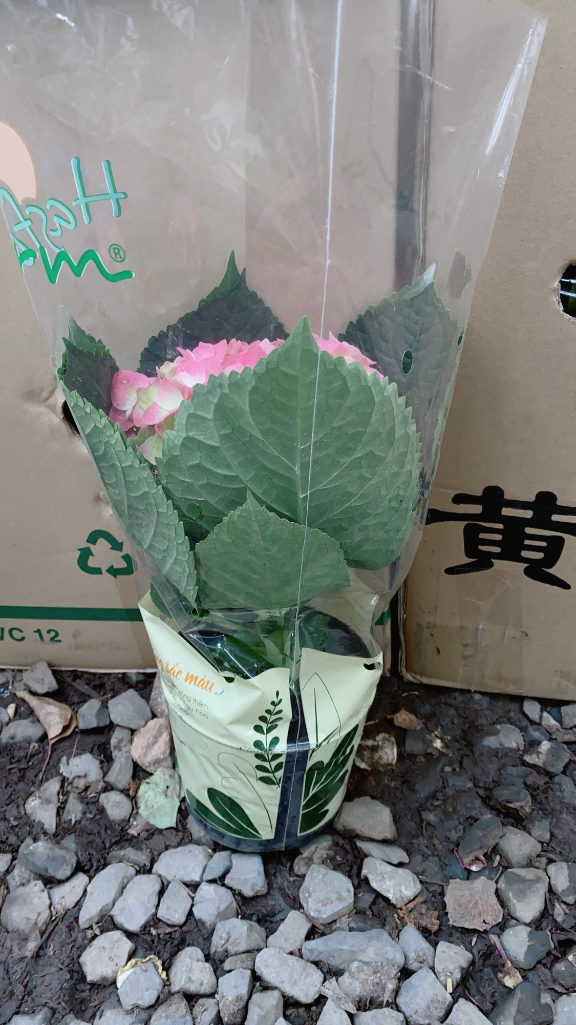 Cẩm Tú Cầu