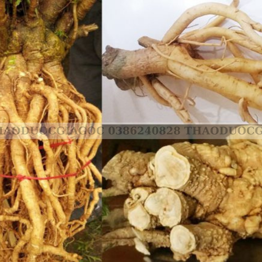 1kg củ đinh lăng khô sạch (rễ đinh lăng)thaodươcgiagoc