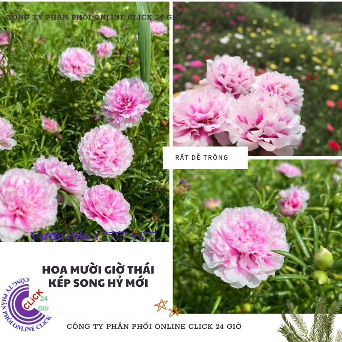 1 ký cành giống hoa mười giờ thái kép màu biến hình mới lạ hoa mười giờ