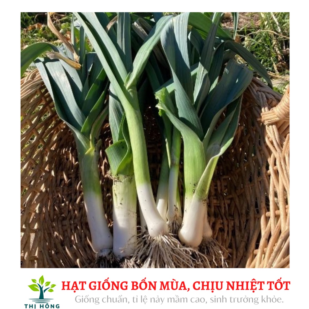 Hạt giống tỏi tây 2g (lá xanh đậm, dọc trắng cứng).