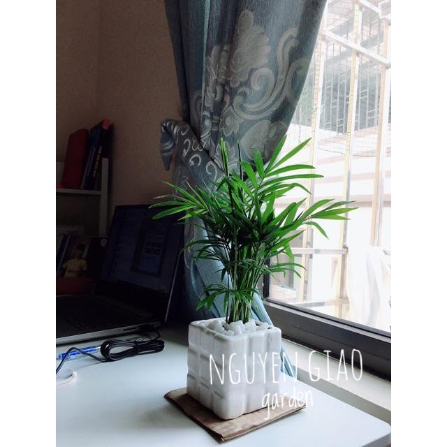 Cây cau tiểu trâm chậu sứ đk 7cm