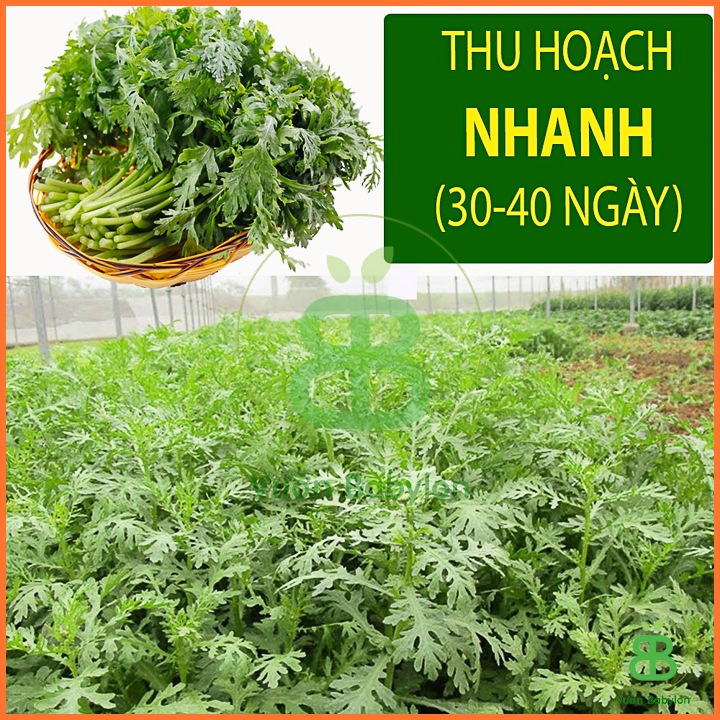 20Gr Hạt Giống Rau Tần Ô Độ Đồng Đều Cao
