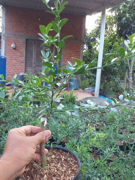 Cây giống chanh ngón tay