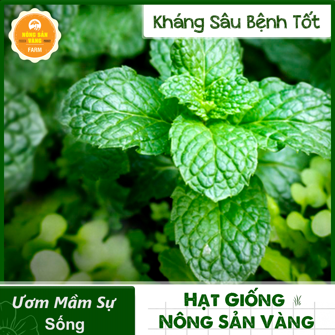 Hạt giống Cây Bạc Hà - Bạc Hà Cay Peppermint (Gói 100 Hạt) - Nông Sản Vàng