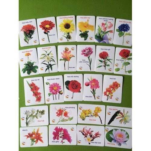 Thẻ Học Thông Minh 16 Chủ Đề 416 Hình Ảnh Sinh Động, Có Tiếng Anh - Việt