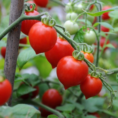 Hạt giống Cà Chua Trái Tim đỏ TN
