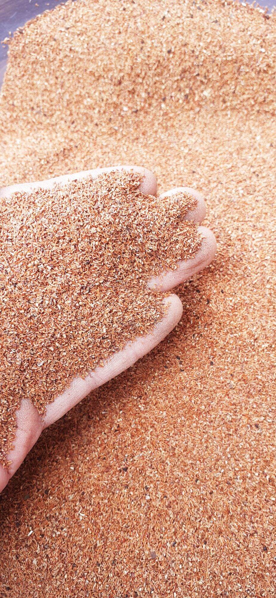 500gram hạt bạch đàn trắng giống