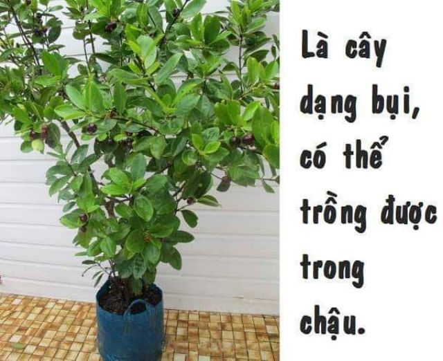CÂY GIỐNG CHERRY MỸ ĐỎ