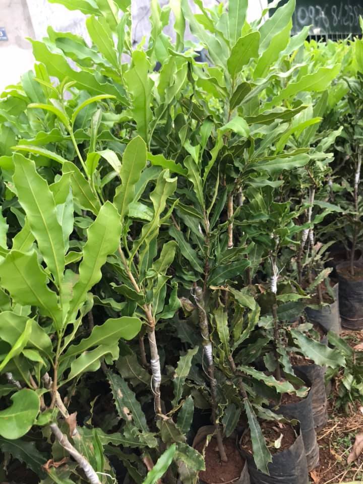Cây giống macca ghép (giống ghép cho trái sớm)