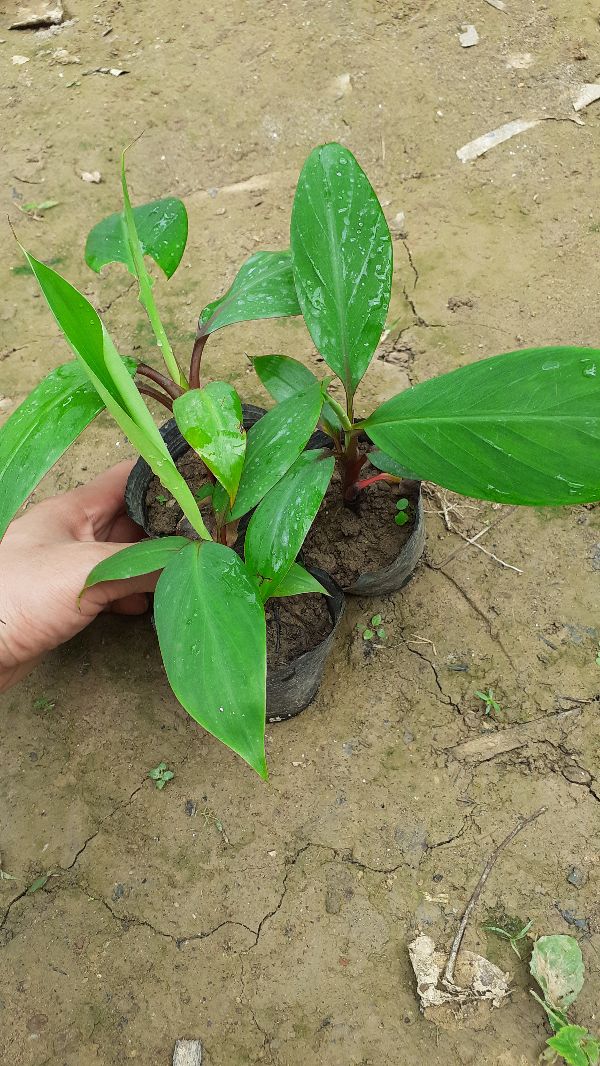 2 cây chuối đỏ dacca