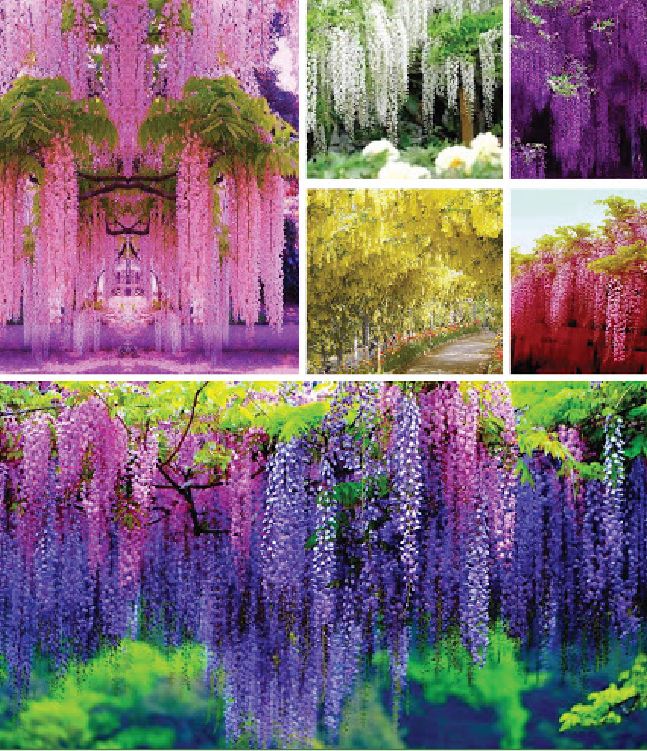 Hạt giống hoa tử đằng  mix màu  ( gói 5 hạt)