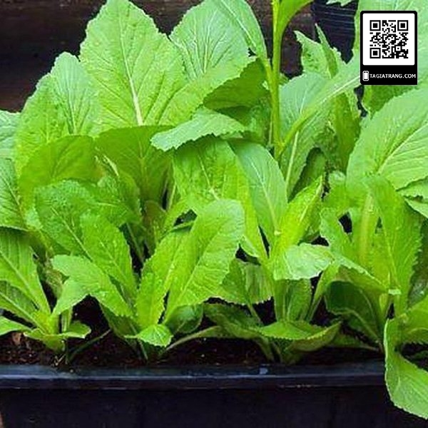 Hạt giống rau cải mơ lùn (cải mơ đăm)